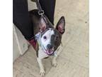 Adopt Dorothy a Rat Terrier, Jack Russell Terrier