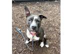 Adopt Peachy a Pit Bull Terrier, Mixed Breed