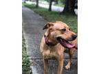 Adopt Nina a Black Mouth Cur