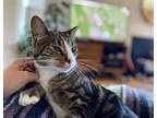 Adopt Noodle a Domestic Short Hair, Tabby