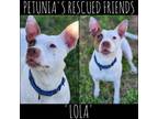 Adopt Lola. a Mixed Breed