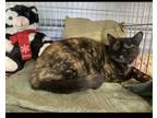 Adopt Carrie a Domestic Short Hair