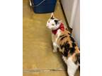 Adopt Leanna a Domestic Short Hair