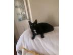 Adopt Twizzler a Domestic Short Hair