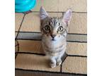 Adopt Suzy a American Shorthair