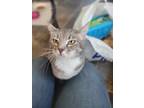 Adopt Eva a American Shorthair