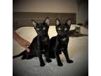 Adopt Luna and Louie a Bombay