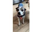 Adopt Maddie a Jack Russell Terrier, Mixed Breed