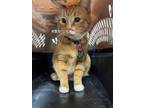 Adopt Deku a Domestic Short Hair