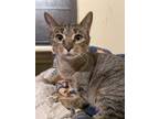 Adopt Gloria a Domestic Short Hair