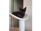 Adopt Nova a Domestic Short Hair, Havana