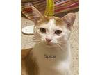 Adopt Spice a Domestic Short Hair