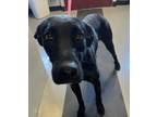 Adopt Oscar a Labrador Retriever, Great Dane