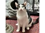 Elm, Domestic Shorthair For Adoption In Knoxville, Tennessee