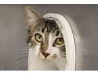 Adopt PINON* a Domestic Short Hair