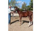Rebas Fancy Poison APHA filly
