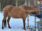 Red Dun mare in foal to HZ roan