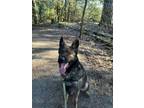 Adopt 36312- Carl- 3 Years Old a Belgian Shepherd / Malinois