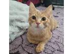 Adopt Flounder ***Cerebellar Hypoplasia (CH)** a Tabby