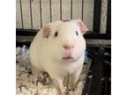 Adopt Cedric Piggery a Guinea Pig