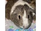 Adopt Notorious P.I.G. a Guinea Pig