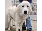 Adopt Sirius a Great Pyrenees