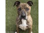 Adopt BARNABY a Pit Bull Terrier