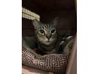 Adopt Jeremy Johnson a Domestic Short Hair