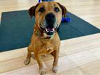 Adopt TOBEY a Mixed Breed