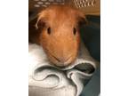 Adopt HAMTARO a Guinea Pig