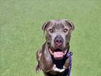 Adopt MONTY a Mixed Breed, Mastiff