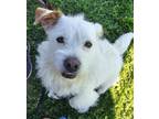 Adopt Casper a Terrier, Jack Russell Terrier