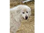 Adopt White Dog aka Marco a Great Pyrenees