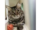 Adopt Lobo a Domestic Medium Hair