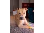 Adopt CHICO a Pit Bull Terrier