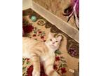 Adopt Zuko a Domestic Short Hair