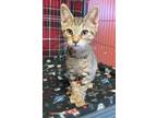 Adopt Fletcher a Domestic Short Hair