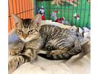 Adopt Frodo a Domestic Short Hair