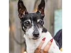 Adopt Chris a Mixed Breed, Rat Terrier