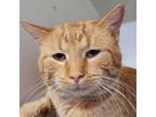 Adopt Cheeto a Domestic Short Hair