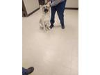 Adopt Zayne a German Shepherd Dog, Labrador Retriever