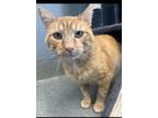 Adopt Boyd a Domestic Short Hair, Manx