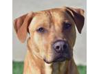 Adopt Enzo a Yellow Labrador Retriever, Pit Bull Terrier