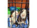 Adopt Tigger & Sir Piggleton a Guinea Pig