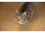 Adopt Maxwell a Domestic Short Hair