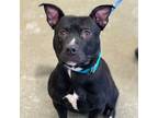 Adopt Sparty a Pit Bull Terrier