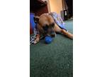 Adopt Zeke a Boxer, Mastiff