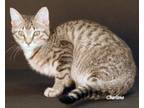 Adopt Bosko a Tabby