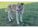 Border Collie Puppy for sale in Fort Worth, TX, USA