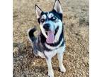 Adopt KOTA a Siberian Husky, German Shepherd Dog